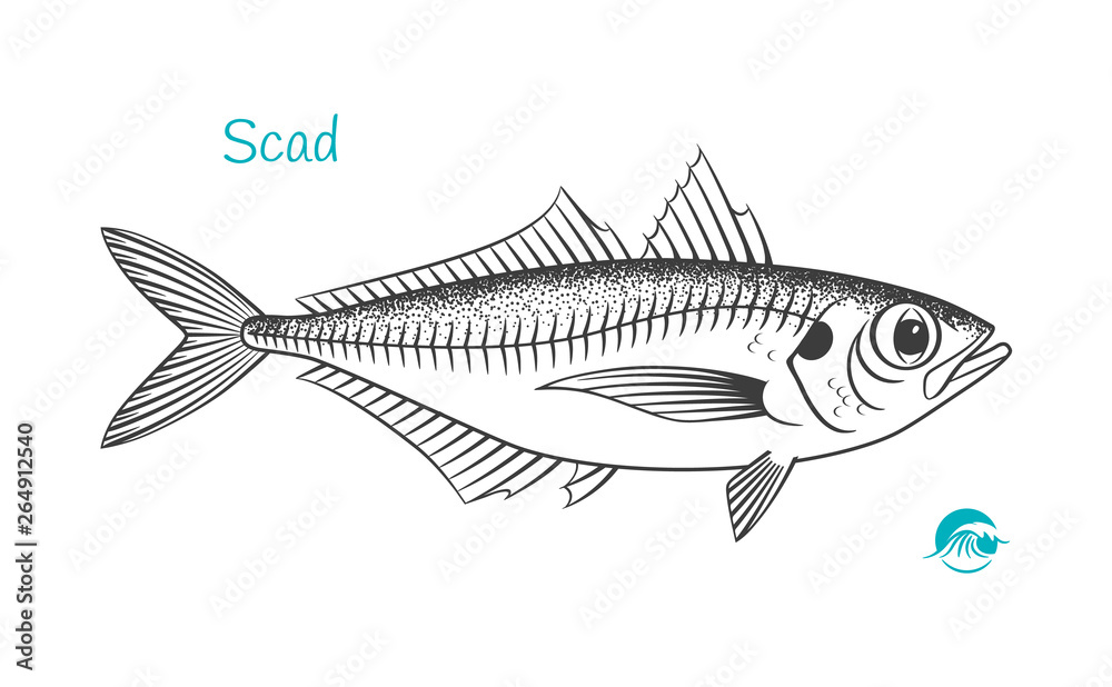 Scad hand-drawn illustration Scad hand-drawn illustration