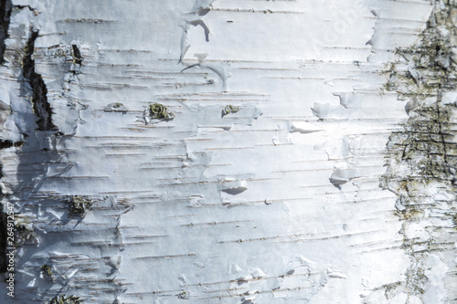 The macro shot of birch bark texture or background