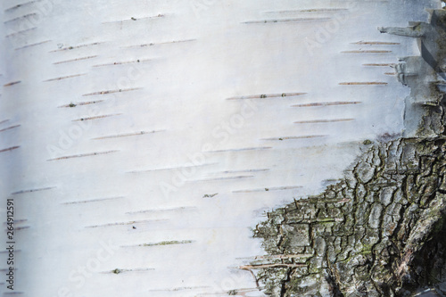The macro shot of birch bark texture or background