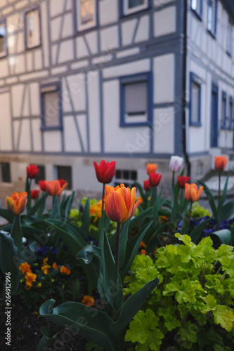 Tulips and old wooden traditional German house