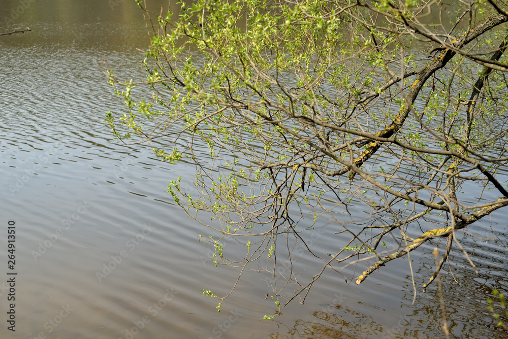 Naklejka premium tree in water