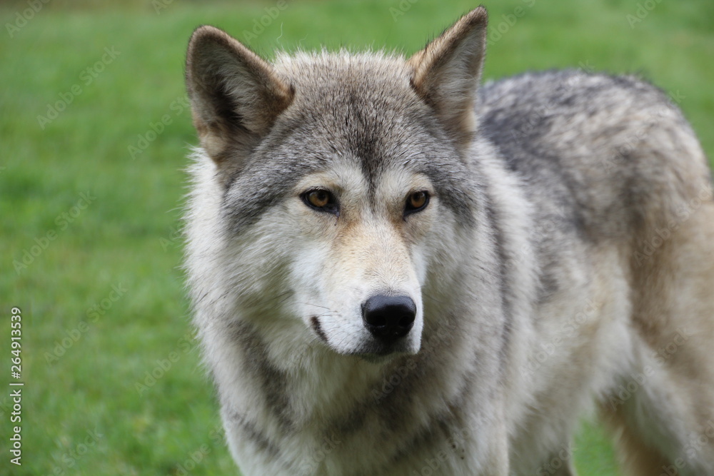 Lone Wolf, Yamnuska Wolfdog Sanctuary, Alberta