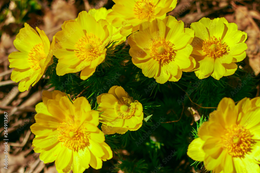 Adonis vernalis is a perennial flowering plant in steppe. Early spring flowers. Beautiful yellow wildflowers. Spring mood. Blooms in early spring Adonis vernalis is a perennial flowering plant in steppe. Early spring flowers. Beautiful yellow wildflowers. Spring mood. Blooms in early spring