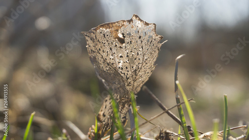 Dry autumn leaves on a sunny spring day