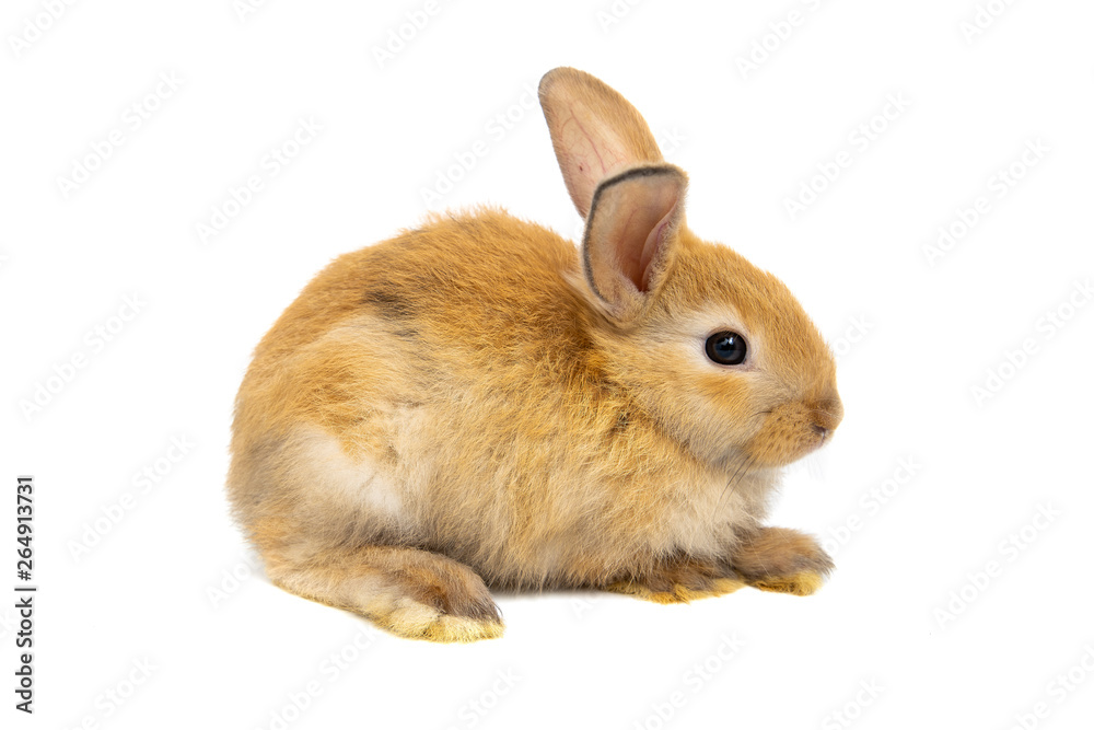 Funny bunny or baby rabbit fur brown with long ears is sitting for Easter Day on isolated white background. Funny bunny or baby rabbit fur brown with long ears is sitting for Easter Day on isolated white background.