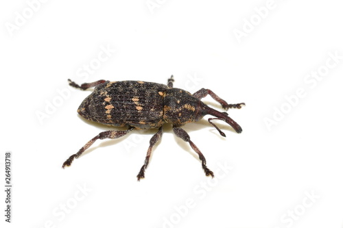Pine weevil Pissodes pini isolated on white background