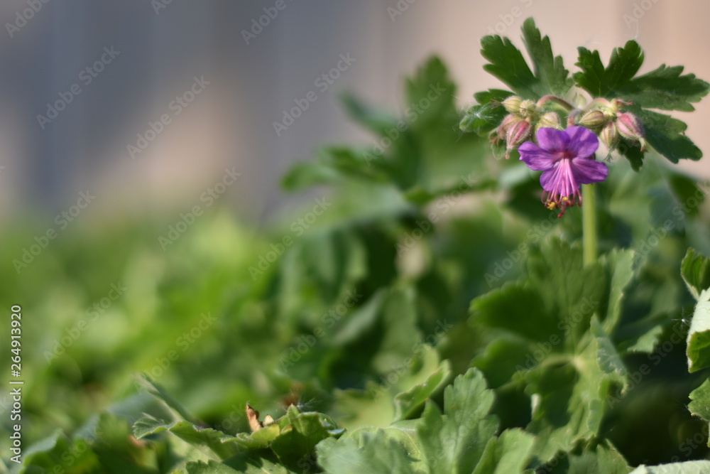 Blühender Balkan-Storchschnabel (Geranium macrorrhizum) Blühender Balkan-Storchschnabel (Geranium macrorrhizum)