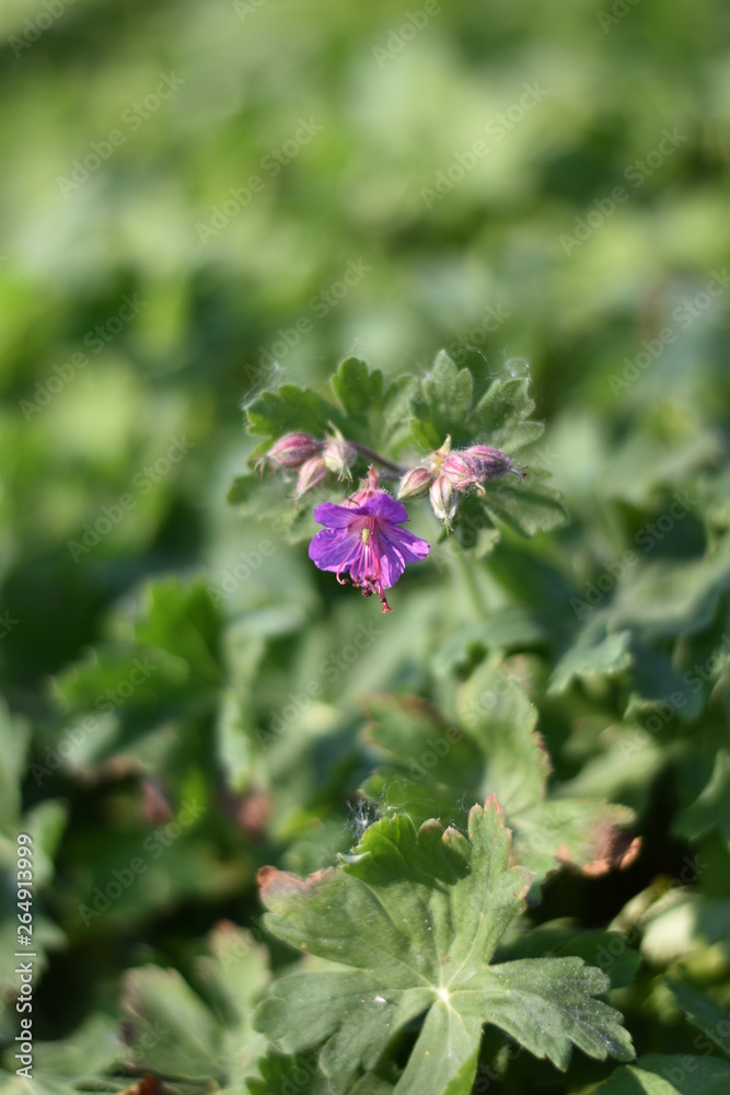 Blühender Balkan-Storchschnabel (Geranium macrorrhizum) Blühender Balkan-Storchschnabel (Geranium macrorrhizum)