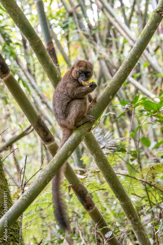 Eastern lesser bamboo lemur (Hapalemur griseus), .in its natural environment in Madagascar