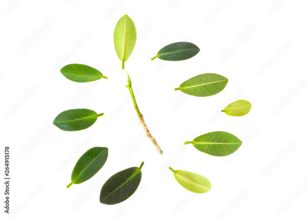Isolated leaf on white background Isolated leaf on white background