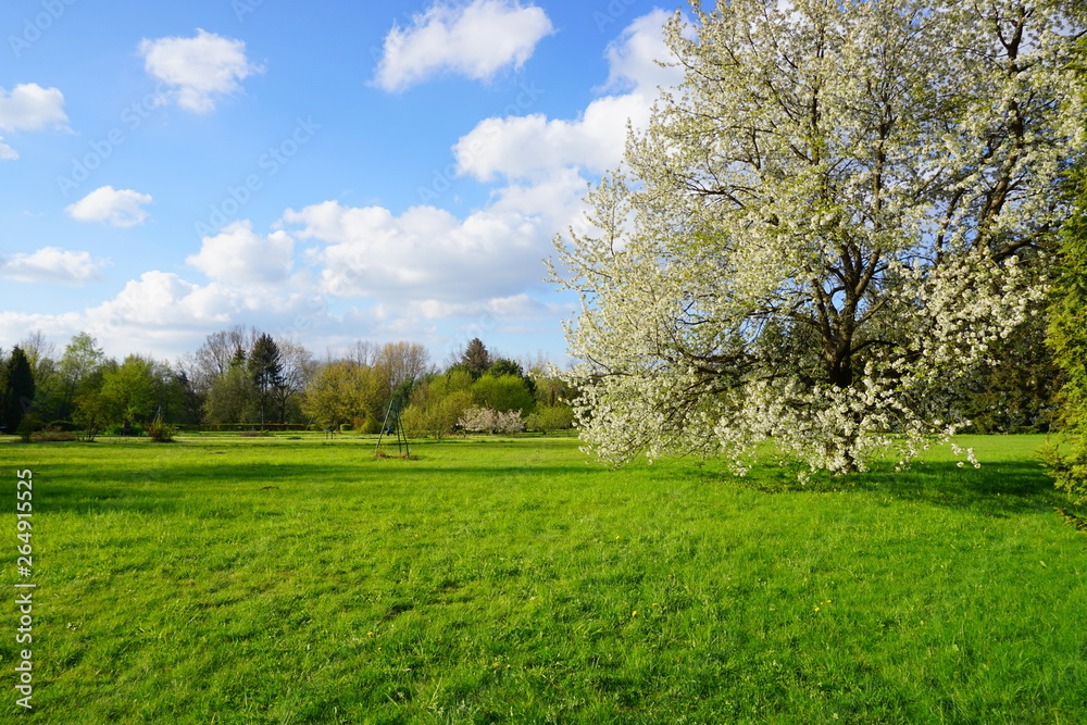 Obraz premium Spring tree - Spring landscape.