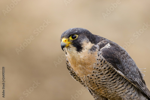 Peregrine Falcon (Falco peregrinus) 