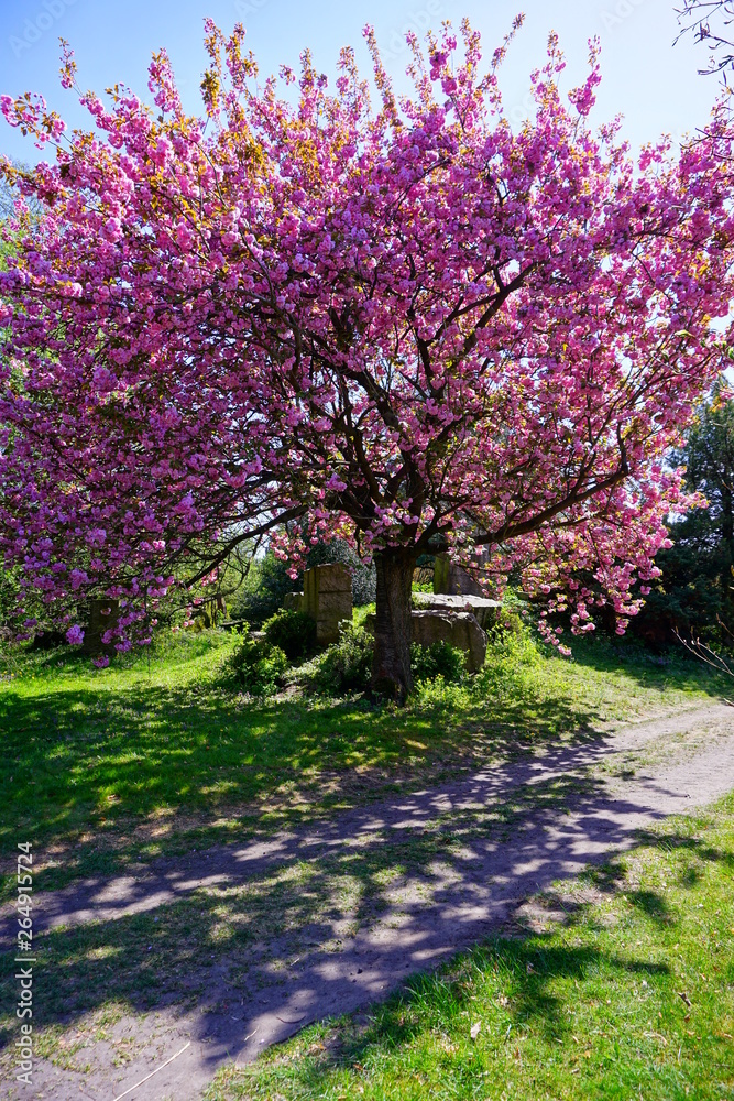 Pink flowering tree over nature background - Spring tree - Spring landscape. Closeup view o flower cherry blossoms, prunus serrulata Pink flowering tree over nature background - Spring tree - Spring landscape. Closeup view o flower cherry blossoms, prunus serrulata