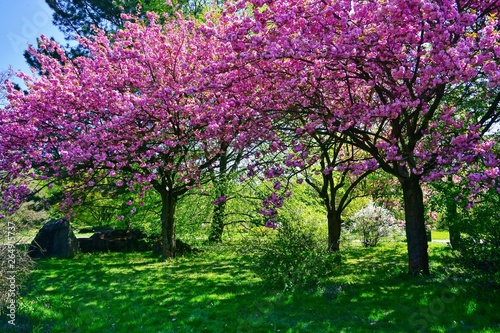 Pink flowering tree over nature background - Spring tree -  Spring landscape. Closeup view o flower cherry blossoms, prunus serrulata