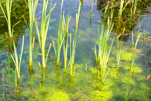 Tableau sur toile Young acorus - cattail bush