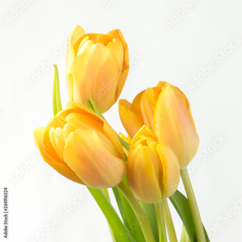Five beautiful yellow tulips