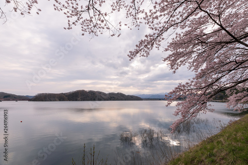 釜房湖と桜 © 一行 木村