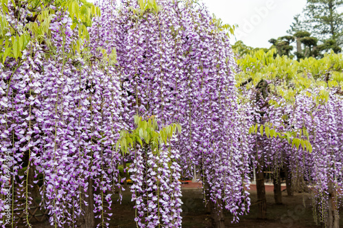 藤の花　埼玉県春日部市牛島