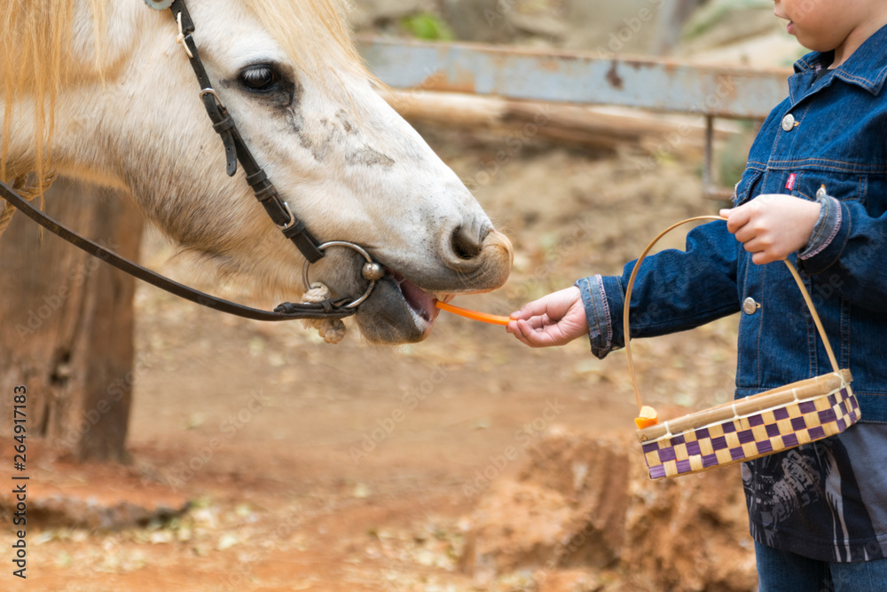 Obraz premium Boy feeding horse in his farm
