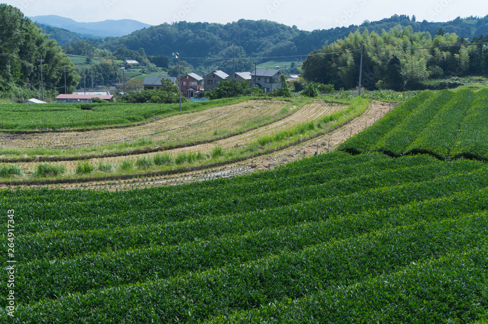 The finest green tea is born in a town called Wazuka, Japan. 
