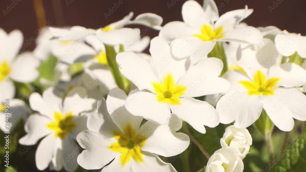 White primrose flowers in a spring garden