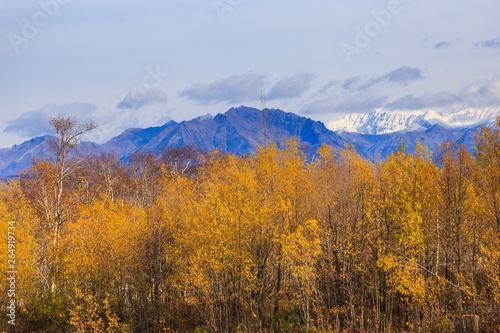 Forest in autumn colors and Eastern Mountains in the background. Peninsula Kamchatka, Russia. © Tomasz Wozniak