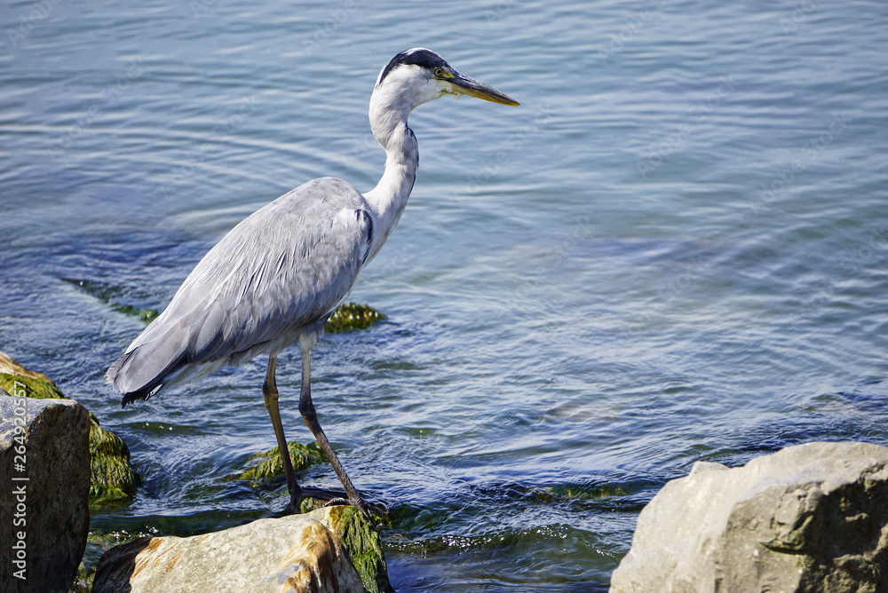 Heron long legged fresh water and coastal bird Heron long legged fresh water and coastal bird