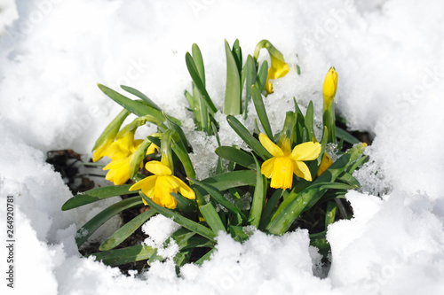 Snowy daffodils (Narcissus hybr.)