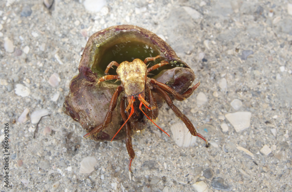 A close up photograph of a hermit crab emerging from the host shell. Sea crab on a rocks. Macro photo. A close up photograph of a hermit crab emerging from the host shell. Sea crab on a rocks. Macro photo.