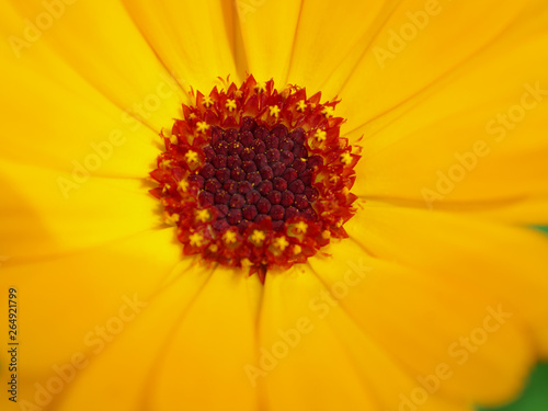 Marigold yellow  flower petals at the base of dark-yellow at the edges light-yellow. Closeup photo garden bed