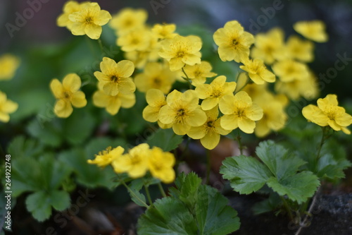 Blühende Waldsteinien (Waldsteinia)