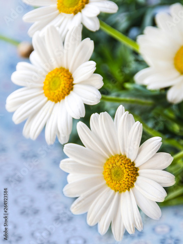 Daisies and blue background close up