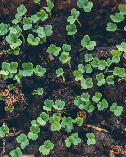 young green shoots of plants