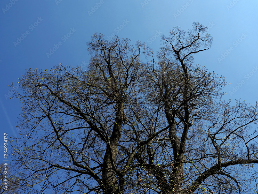 Lindenbaum im Frühling Lindenbaum im Frühling