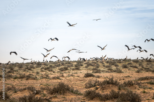 flock of migrating storks in israel © Chris Willemsen 
