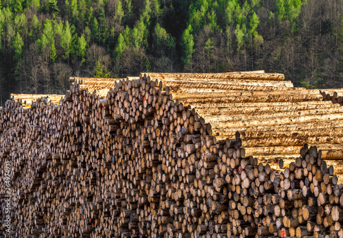 Pile Of Wood Logs With Forest