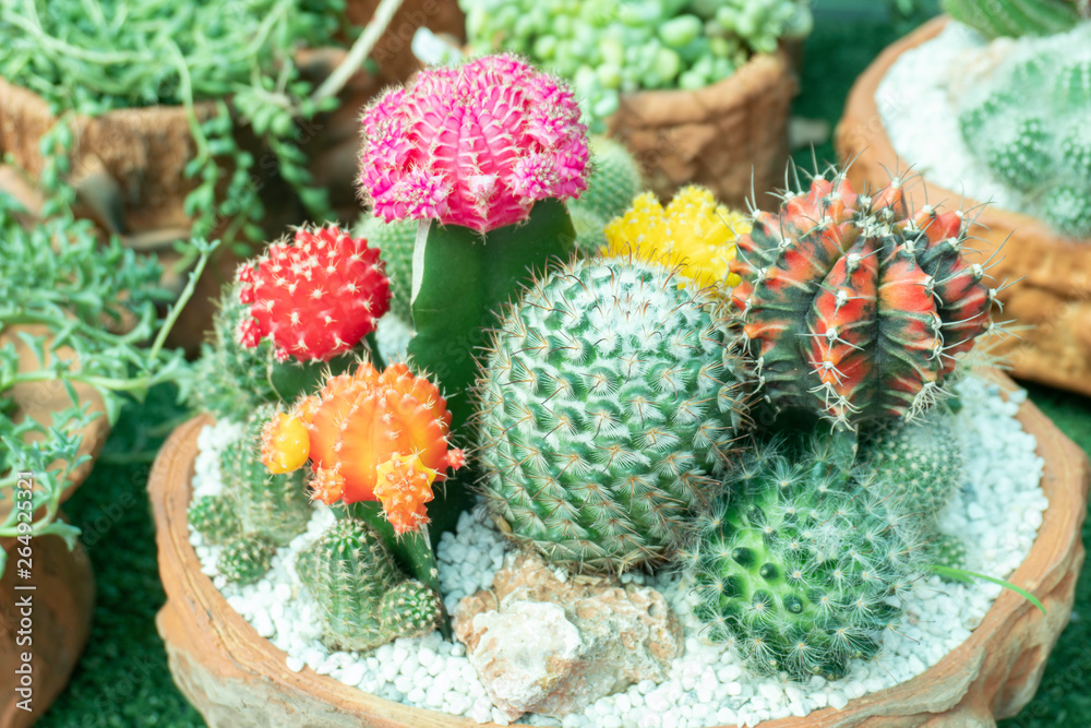 Cactus is a perennial shrub.