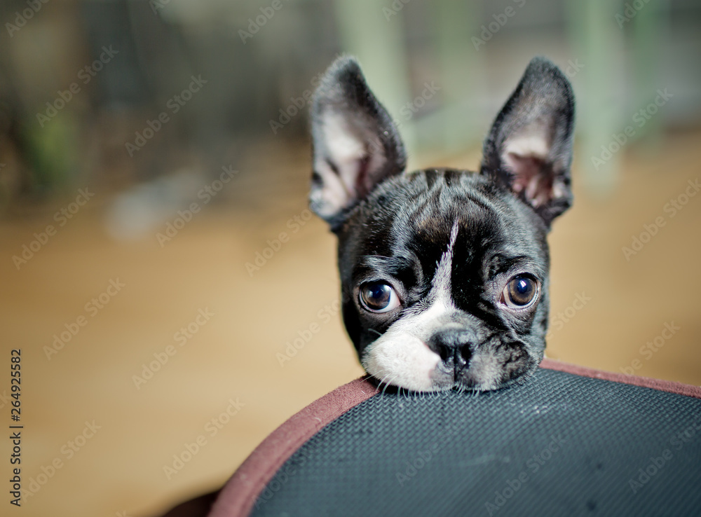Boston Terrier Puppy - obrazy, fototapety, plakaty 