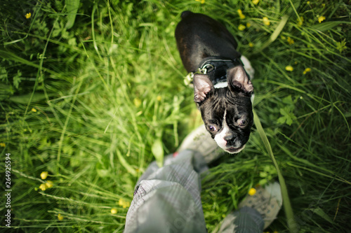 Boston Terrier Puppy © Nailia Schwarz
