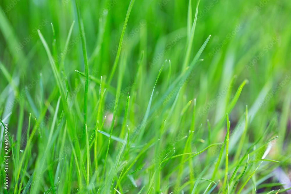 Young grass close up. Macro photography, small depth of field Young grass close up. Macro photography, small depth of field