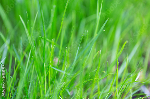 Young grass close up. Macro photography, small depth of field
