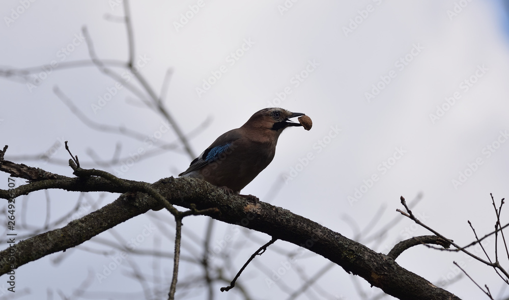 Eurasian Jay (Garrulus Glandarius) with a Walnut in Beak.