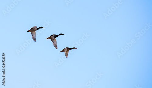 A flock of ducks fly in the free blue sky. © Ilia Petukhov