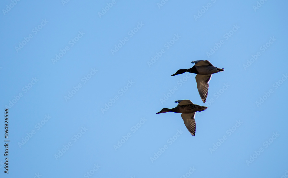 A flock of ducks fly in the free blue sky. A flock of ducks fly in the free blue sky.