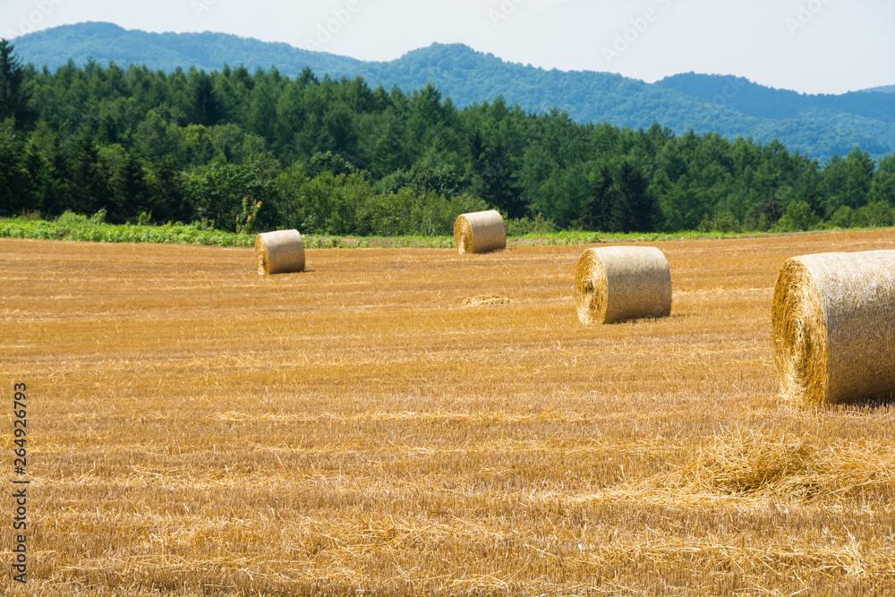 Fototapeta premium 刈り取りが終わったムギ畑とムギロール