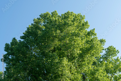 Grüne Baumkrone im Mai © BGphotoaesthetics