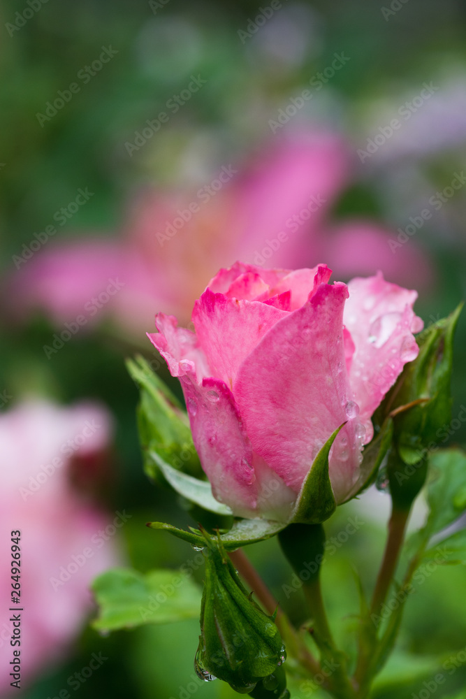 雨上がりのピンクのバラ