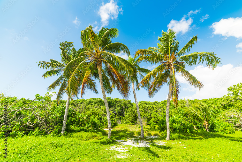 Naklejka premium Palm trees under a blue sky in Guadeloupe