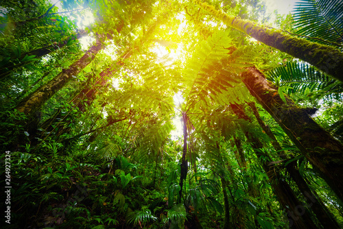 Sun shining over Basse Terre jungle trees in Guadeloupe © Gabriele Maltinti