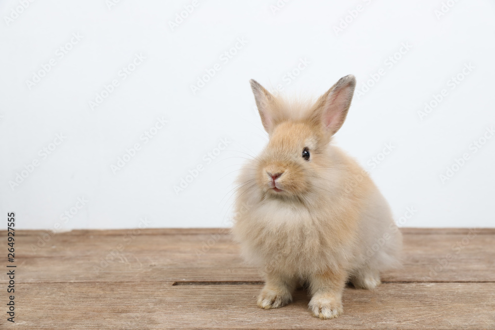 cute brown easter bunny rabbit on wood and white background